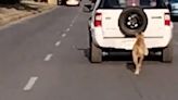 Acusan a poblana de abandonar a su perro en la calle [Video]