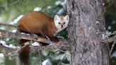 This Is An American Marten. You'll Probably Never See One In The Wild