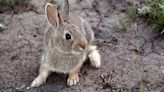 Report dead wild rabbits to Game and Fish