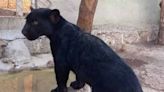 Amputan la pata de un jaguar por descuido de personal de un zoológico en Mérida