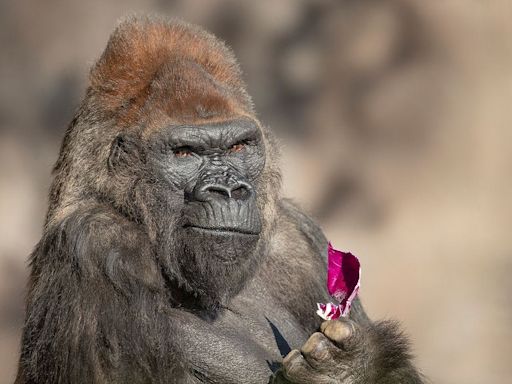 Winston, iconic gorilla among the oldest in the world, dies at San Diego Zoo Safari Park