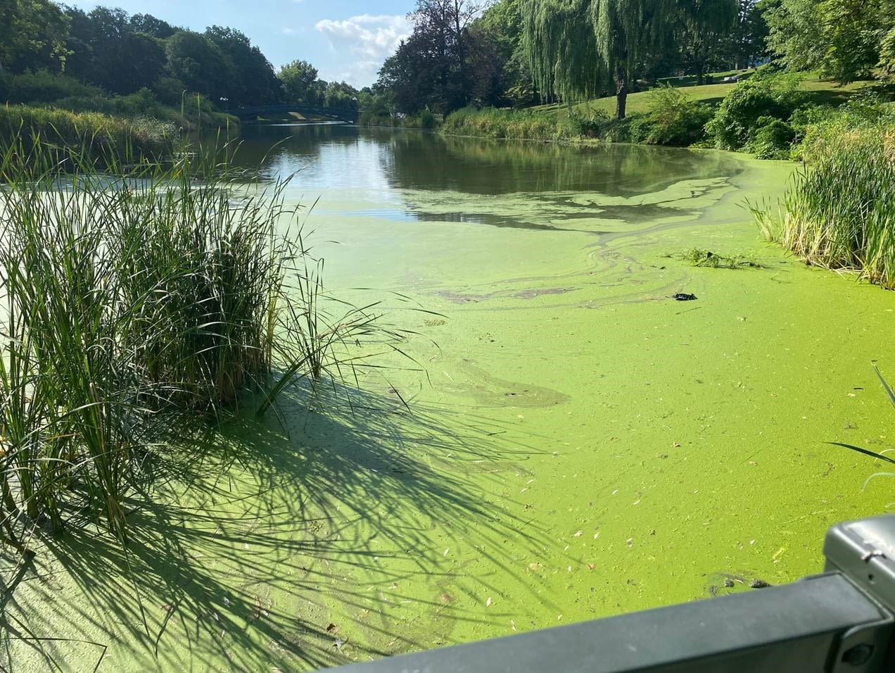 Albany officials warn of harmful algae blooms in Washington Park Lake