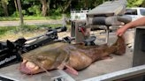 One year ago: Record-breaking catfish caught in the Susquehanna