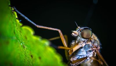 La planta para tienes que comprar para no mosquitos en casa y evitar que entren