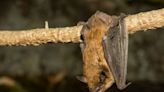 Celebrate International Bat Night on Saturday, August 27 with the WNC Nature Center