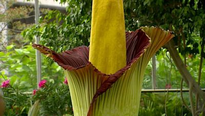 Corpse flower blooms at Meijer Gardens