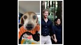Conozca a la beagle rescatada por el príncipe Harry y Meghan Markle que no tiene ‘ni idea’ que es de la realeza
