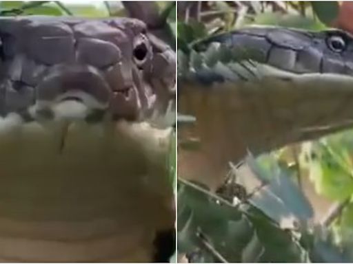 WATCH | 12-Foot-Long King Cobra Rescued In Karnataka, Viral Video Will Give You Chills