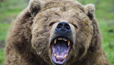 See tourists demonstrate the worst possible way to react when encountering a bear