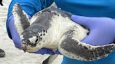 Flights fuel Georgia's largest release of endangered sea turtles at Jekyll Island
