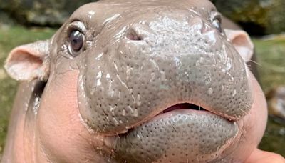 Meet Little Moo Deng, the Playful Baby Hippo Who Has Stolen Hearts Everywhere - E! Online