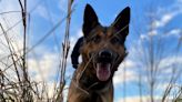 Driver who struck bicyclist tracked by Michigan K9 for 5 miles, police say