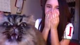 'Diva' Cat Steals the Spotlight from Opera Singer in Viral TikTok: 'What a Legend'