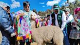 Heladas en Cusco: con kits veterinarios protegerán 220,000 cabezas de ganado