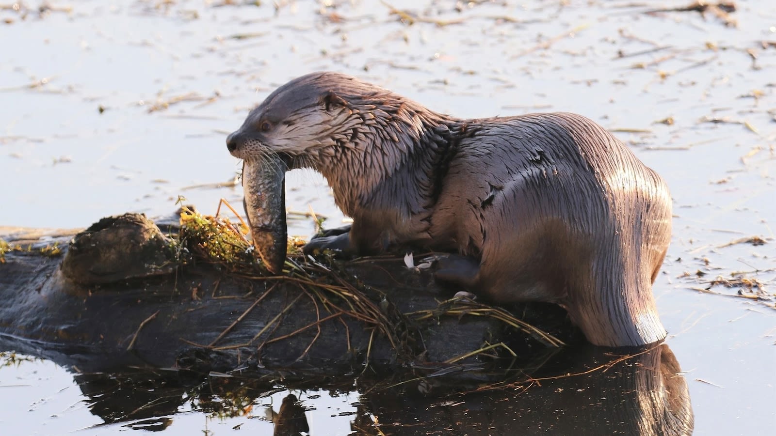 River otter attacks mother, child while walking on marina dock: Officials