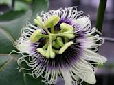 Passiflora edulis