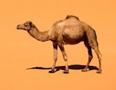 Dromedary