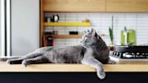 Cats and Aluminum Foil: Will It Keep Your Kitties Off the Counters?