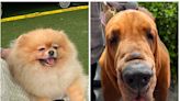 15 of the cutest dogs we saw at the 147th Westminster Kennel Club dog show