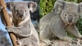 Louisville Zoo to debut two new koalas 'Daruk and Telowie' on Tuesday