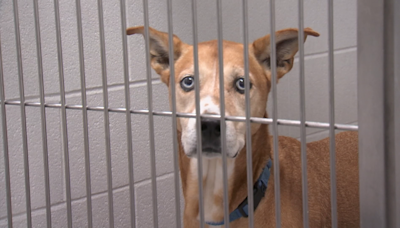 Central Ohio animal shelters battling overcrowding