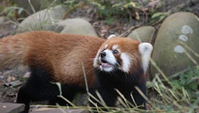 提前過中秋！結合「小貓熊日」明木柵動物園開放至21:00│TVBS新聞網