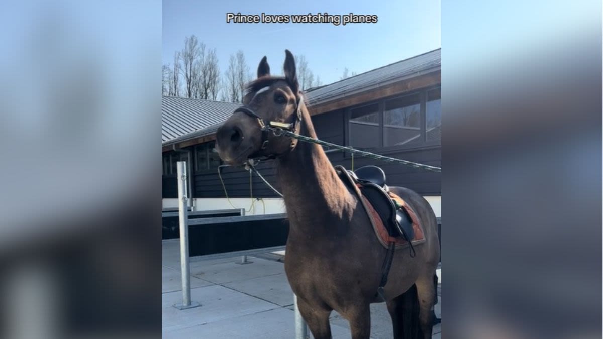 Airplane-Obsessed Horse Has The Time Of His Life When He Gets The Perfect Plush Toy