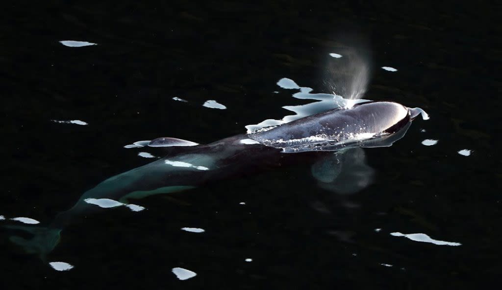 An Orca Calf Trapped in British Columbia Lagoon Has Found Her Way to Freedom