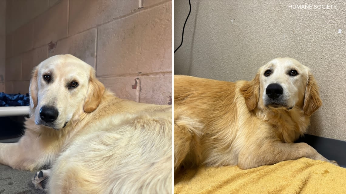 Humane Society seeks information about owners of two Golden Retrievers dropped off in Oceanside