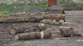 Increasing timber theft in France causing ecological disaster