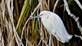 Cautionary tales behind these remarkable winged comebacks