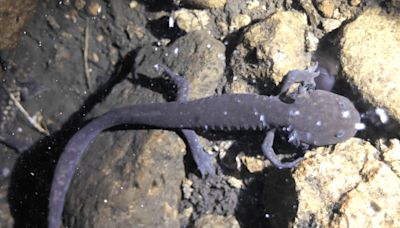 Mexican conservationists are trying to save the volcano axolotl, a beloved and endangered amphibian