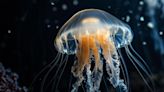 Chilling Forecast: Jellyfish Set To Dominate Arctic Waters by 2050