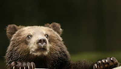 Homem que matou urso-pardo condenado a 2 anos de prisão e multa de 17,5 mil euros em Espanha