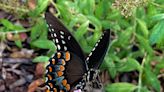 Butterfly paradise: How to make your yard the perfect home for butterflies