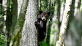 Alarming Video Shows People Ripping Bear Cubs From Tree to Take Selfies With Them
