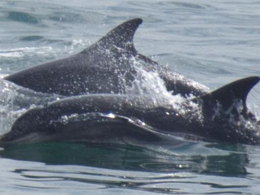 Baby dolphin spotted with pod off Yorkshire coast