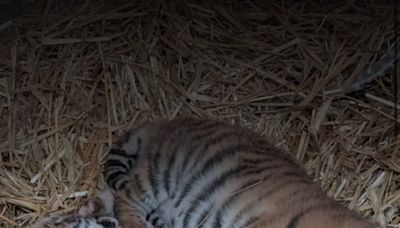 Endangered Amur tiger cubs born at Como Zoo, the first in decades