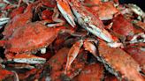 Maryland crab numbers dip in latest Chesapeake Bay survey. A dive into the numbers.