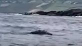 Watch: North Atlantic right whale seen off Ireland for first time in 114 years