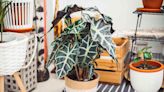 25 Alocasia Varieties That Will Bring the Tropics to Your Home