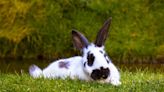 Pet Bunny's Trip to 'Starbucks' with Mom Couldn't Be Sweeter