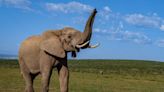Comment les éléphants communiquent-ils ?