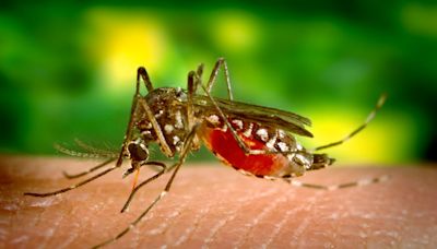 Fort Bend County mosquito sample tests positive for West Nile virus | Houston Public Media