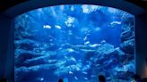 【東京水族館報告之三】墨田水族館擁有日本最大開放式水槽，多元視角觀賞企鵝群！ | 蕃新聞