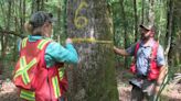 Aurora Carbon Project saves cypress trees, which help protect Acadiana from storm surge