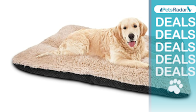 These are the best dog bed deals our editors are loving this Amazon Prime Day!