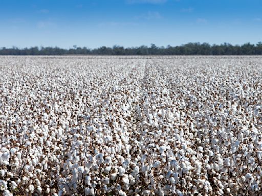 U.S. Cotton Trust Protocol Boosts Crop Coverage By 2.1 Million Acres