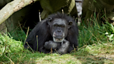 Dublin Zoo says goodbye to longest-standing resident, 62-year-old chimpanzee Betty - Homepage - Western People