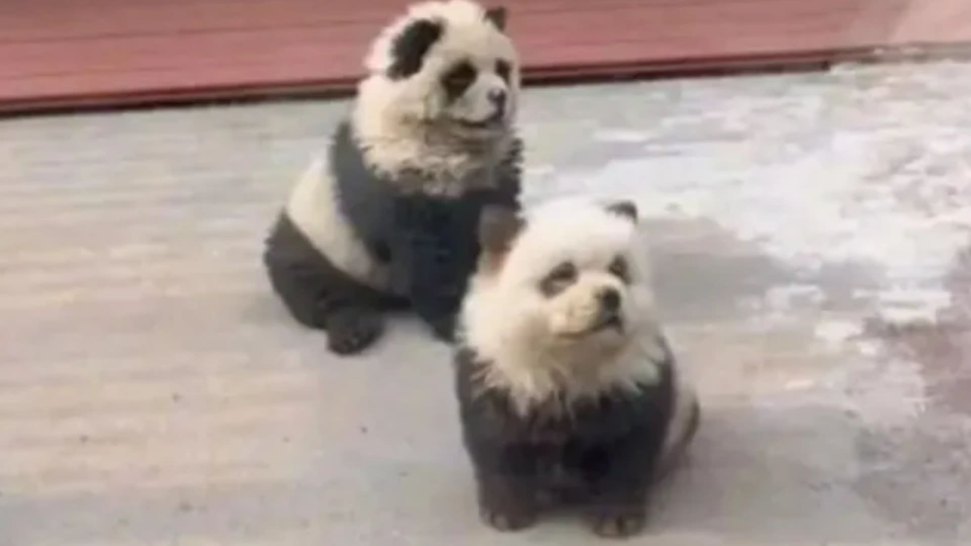 China zoo slammed for painting dogs to look like pandas to draw in crowds